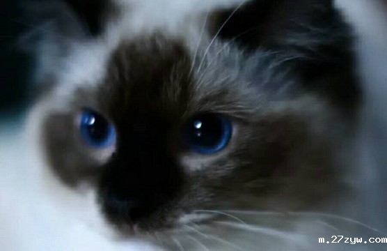 （配尼莫是只猫）  猫   摄影  翟乐(155387)-20201214081816.jpg