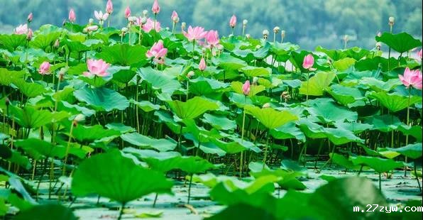 镇安“小江南”的荷0(449048)-20211111090918.jpg